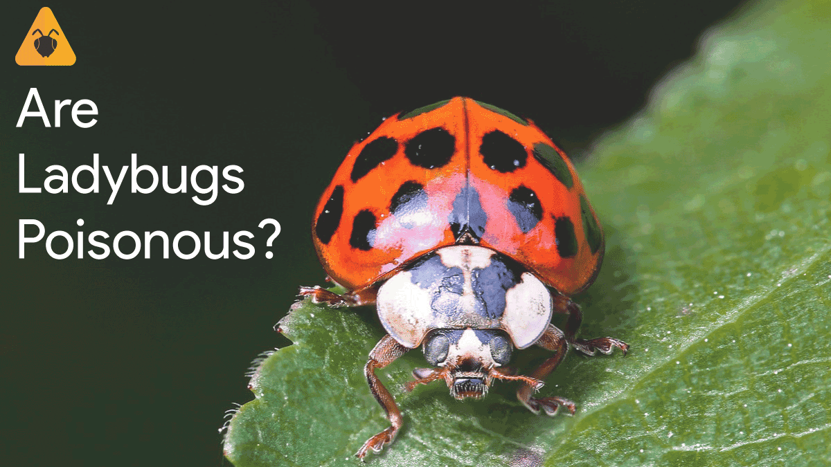 Are ladybugs poisonous