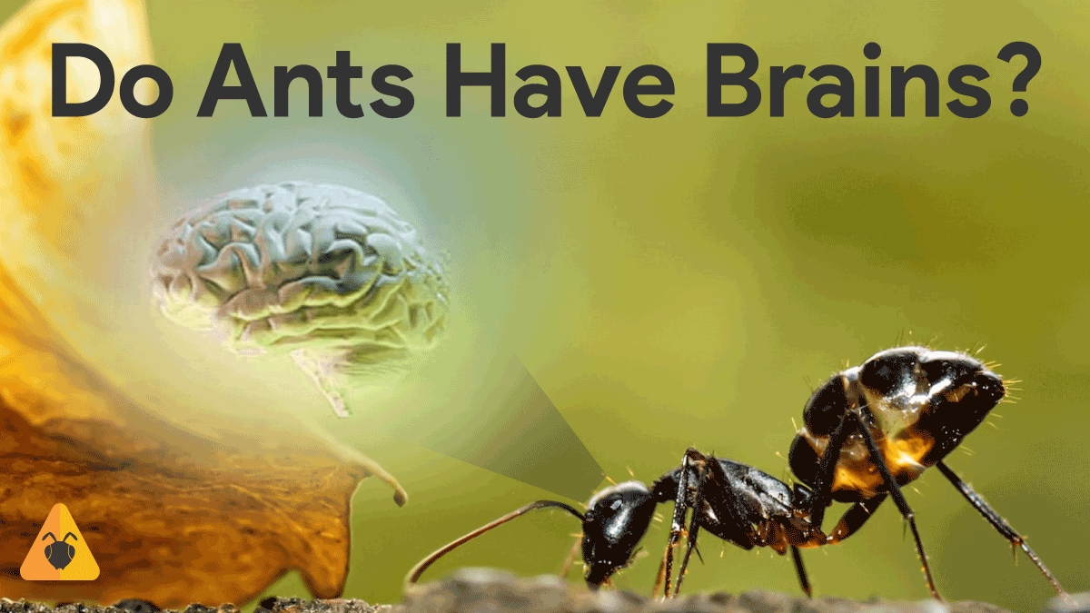 Ants have Brains?