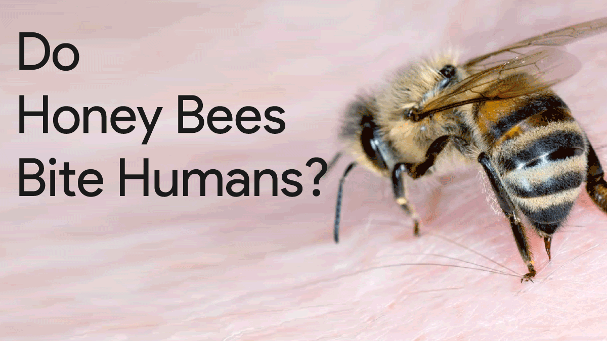 Do Honey bees bite humans
