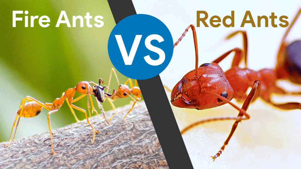 Fire Ants Vs Red Ants Lets Explore More About The Ants 