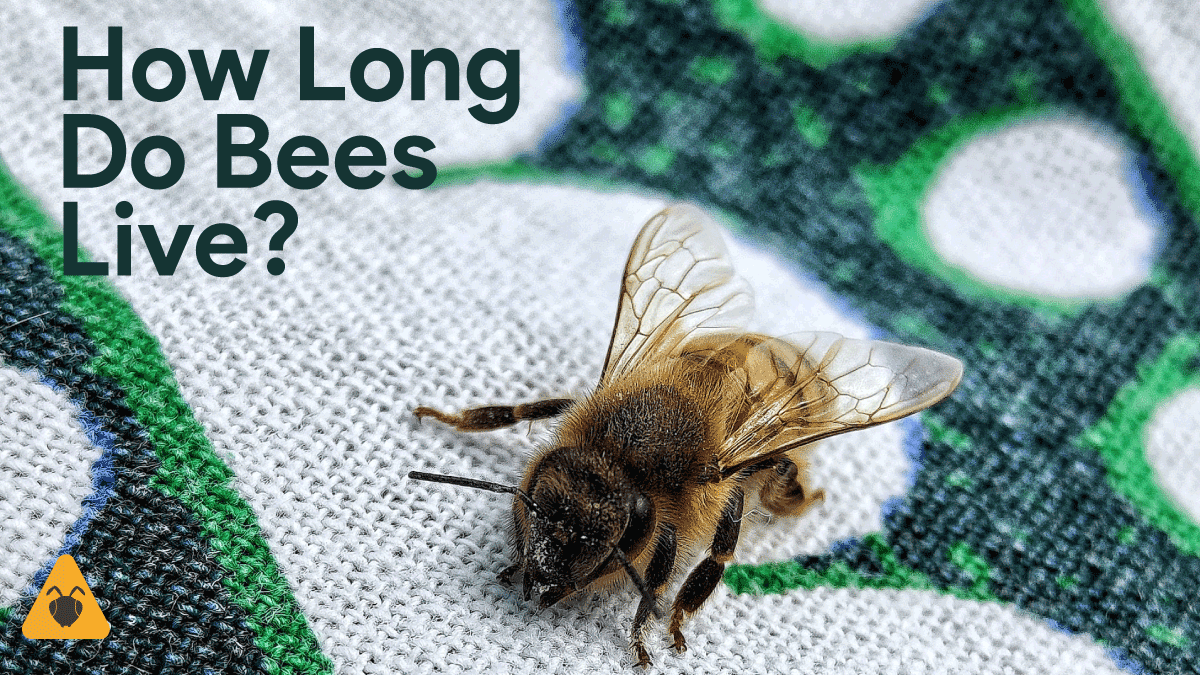 How Long Do Bees Live?