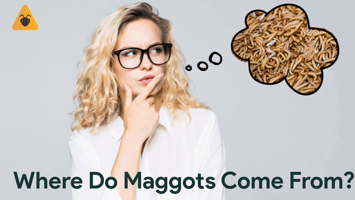 Where Do Maggots Come From