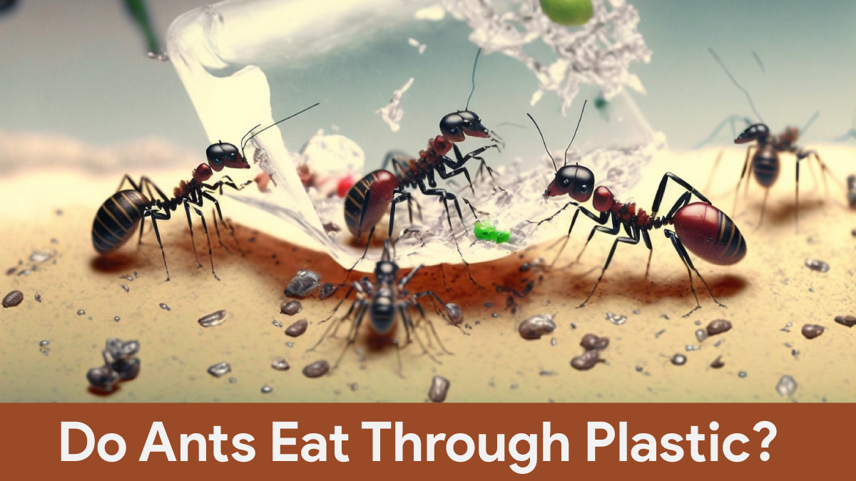 do ants eat through plastic