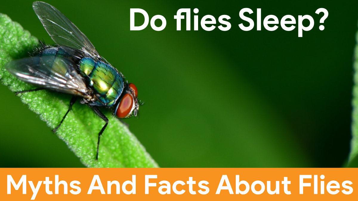 Do Flies Sleep Myths And Facts About Flies
