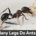 how many legs do ants have