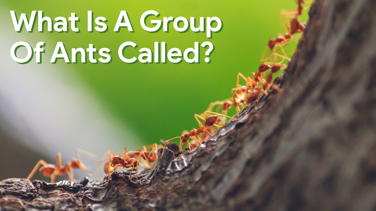 What Is A Group Of Ants Called?