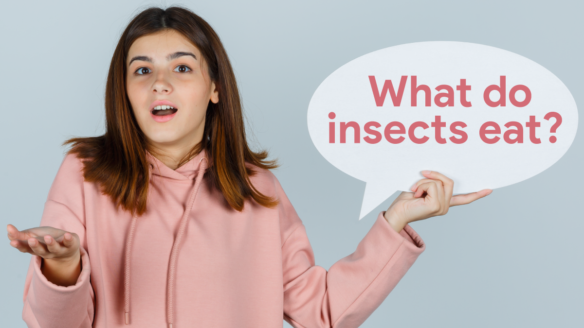 What do insects eat?