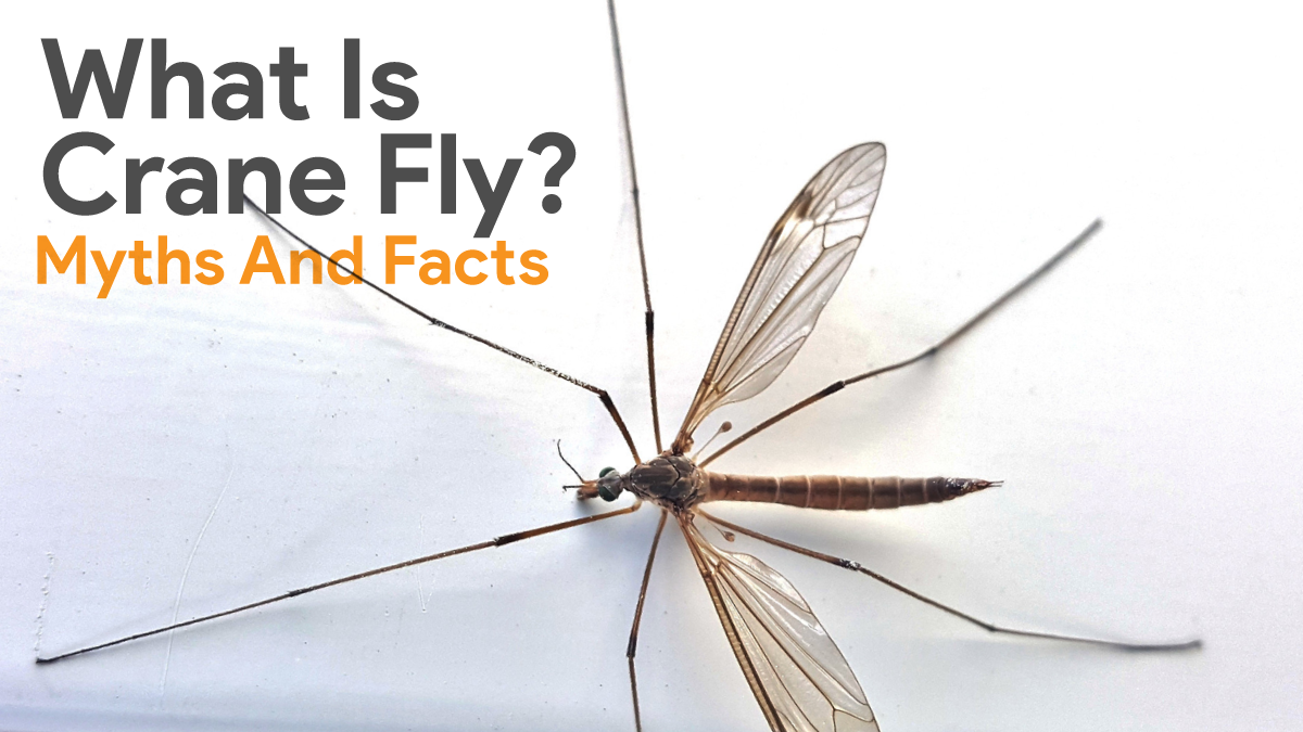 what is crane fly