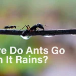 Where Do Ants Go When It Rains