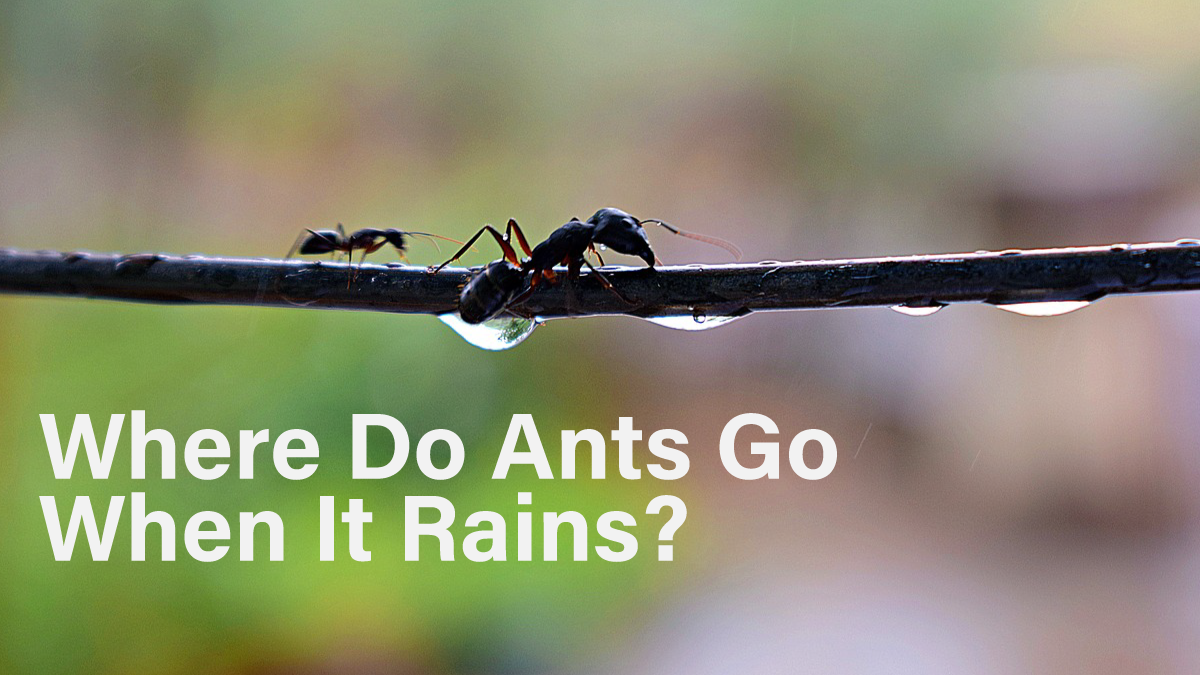 Where Do Ants Go When It Rains