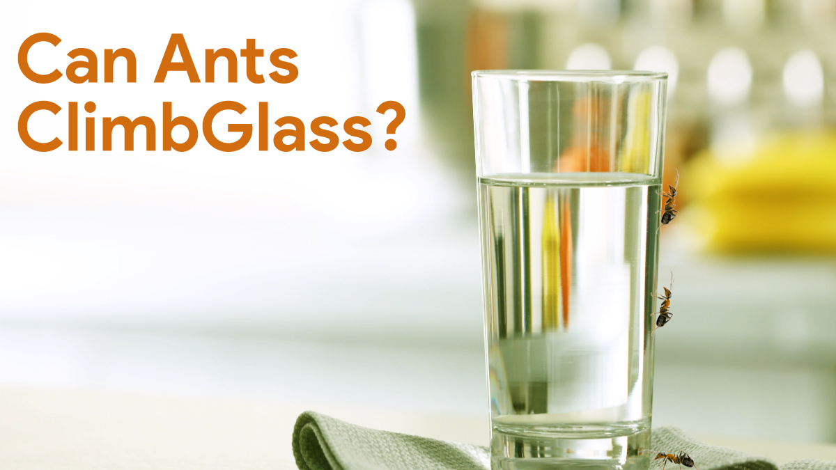 can ants climb glass?