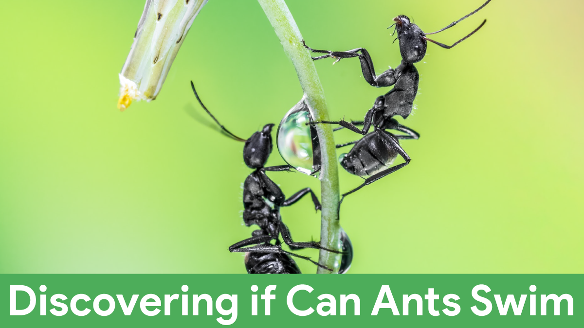Can Ants Swim?