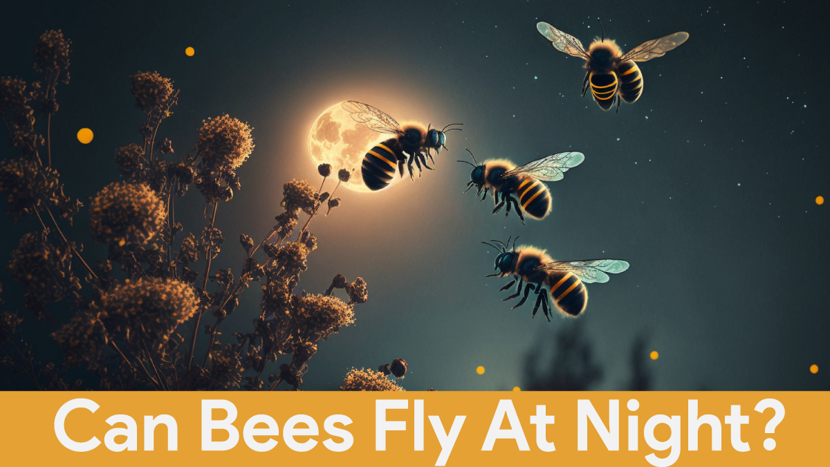 can bees fly at night
