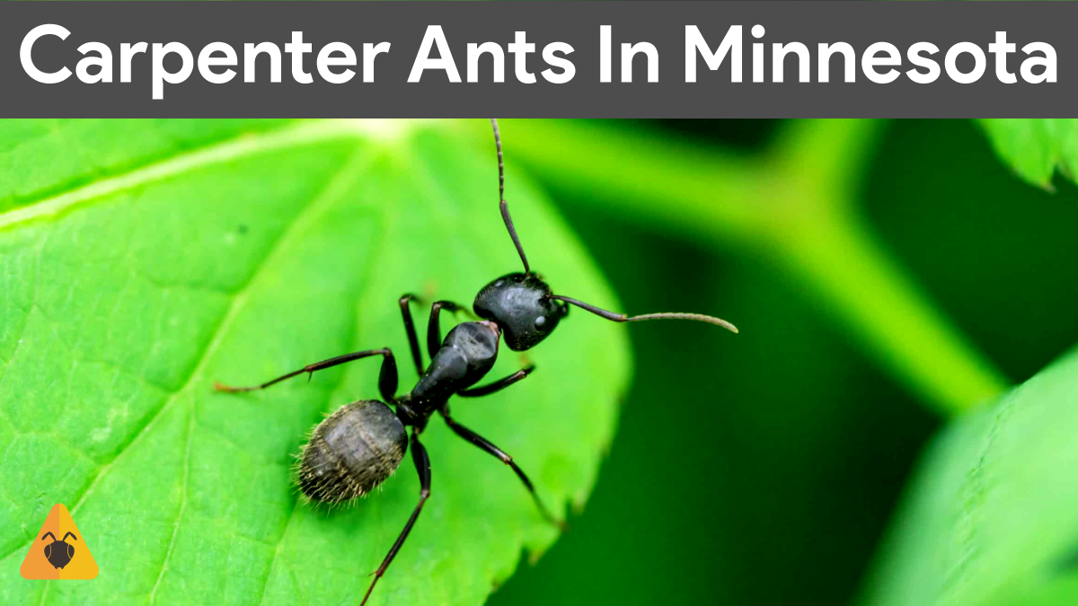 carpenter ants in Minnesota