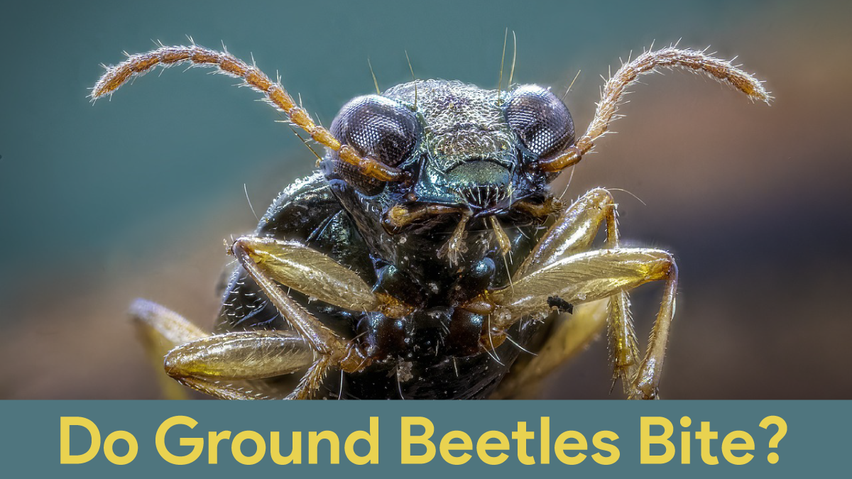 do ground beetles bite