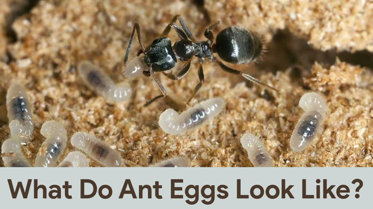 What Do Ant Eggs Look Like?