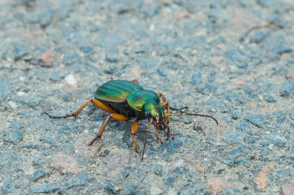 What is Ground Beetle? Everything You Need to Know.