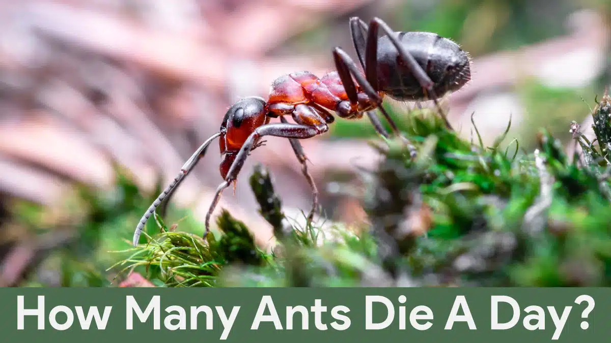 how many ants die a day