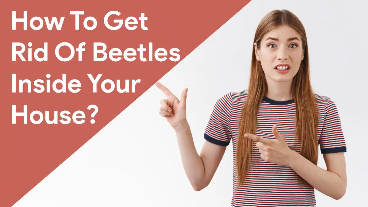 how to get rid of beetles inside your house