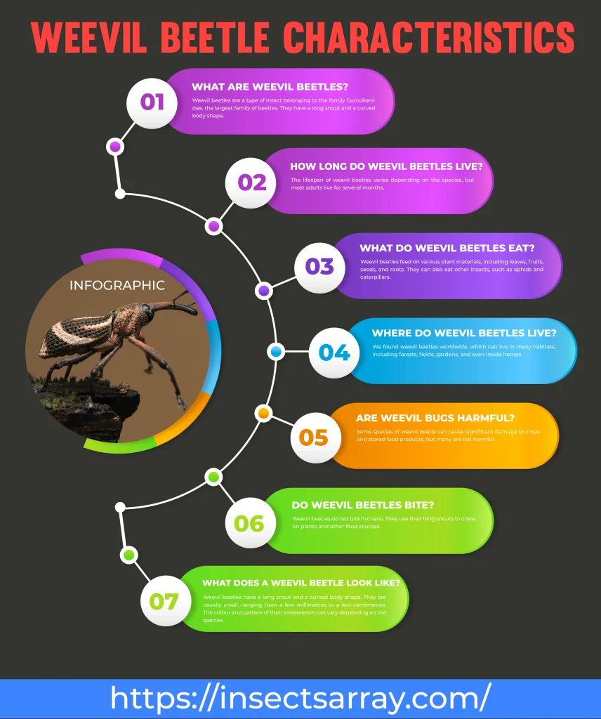 weevil beetle infographic