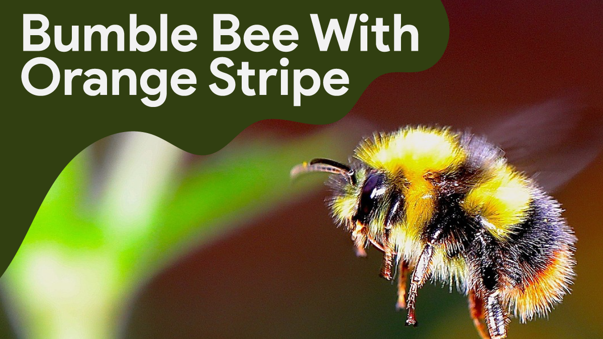 bumble bee with orange stripe