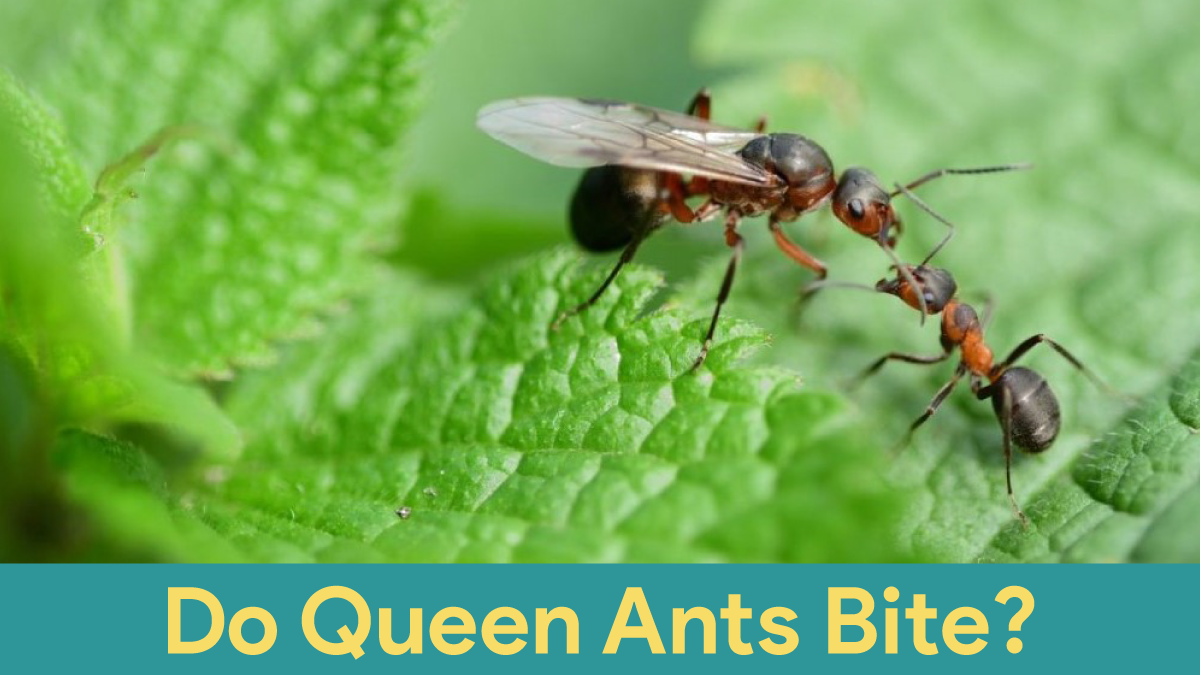do queen ants bite