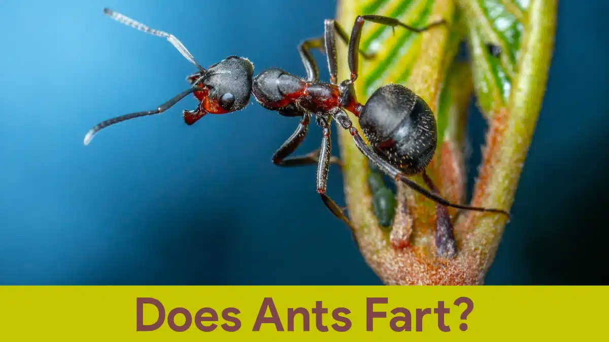 does ants fart