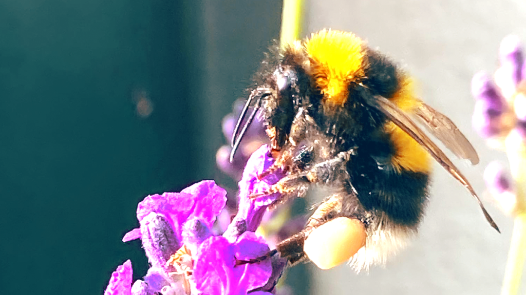 Bombus hortorum (the Garden Bumble Bee)