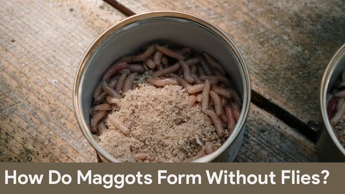 how do maggots form without flies