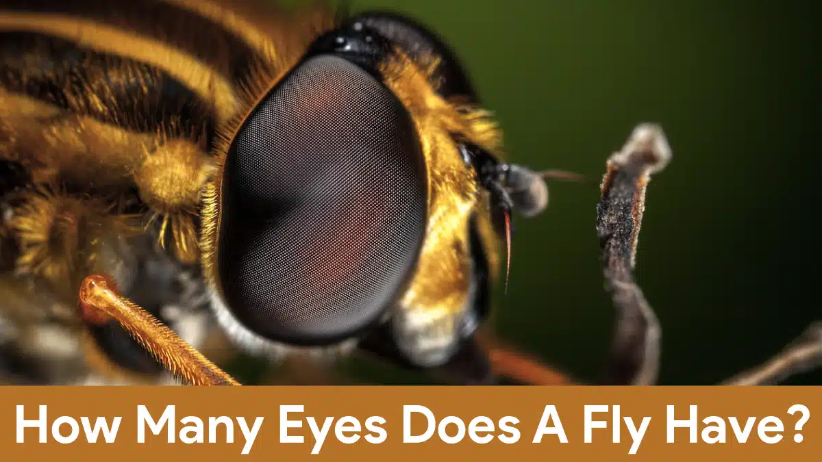 how many eyes does a fly have