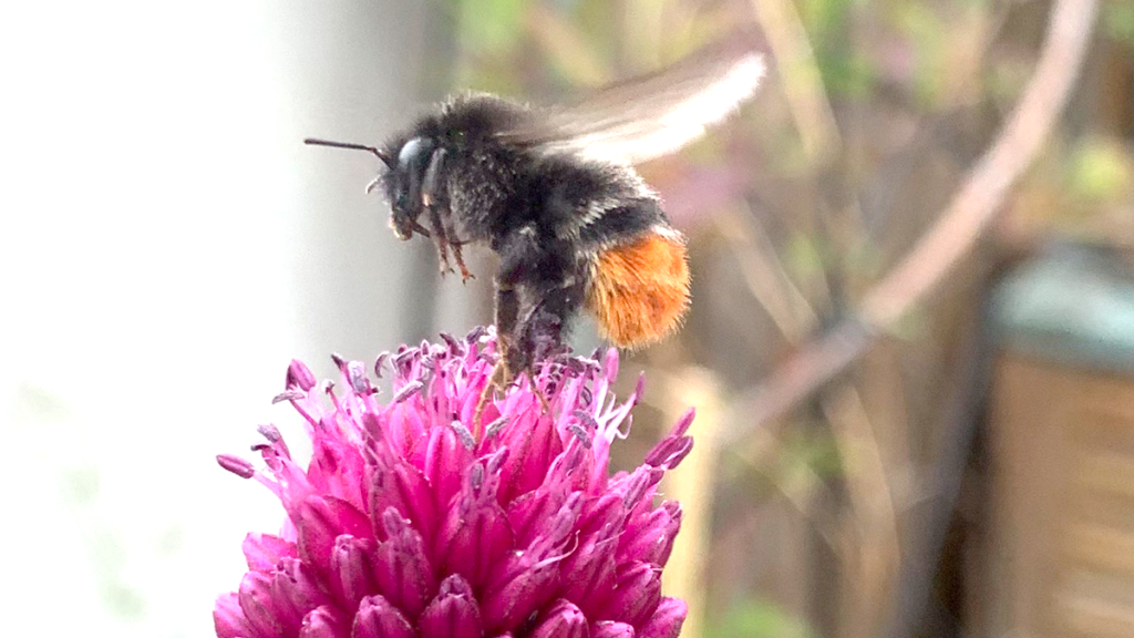 Bombus lapidarius (the Red-tailed Bumble Bee)