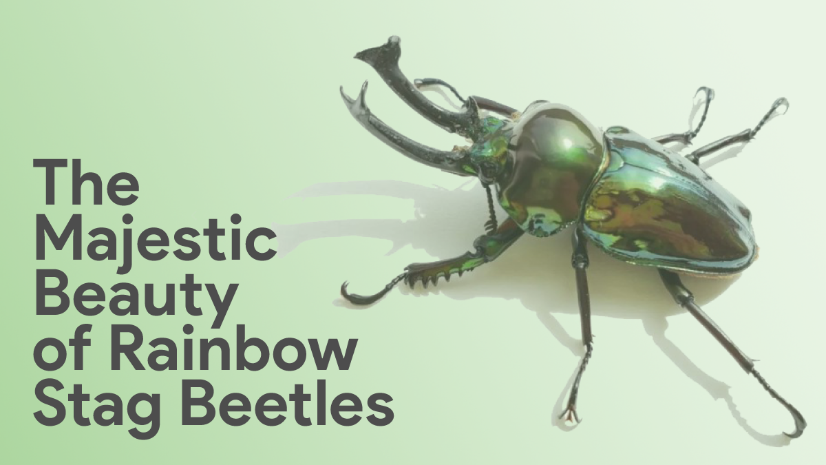 rainbow stag beetle