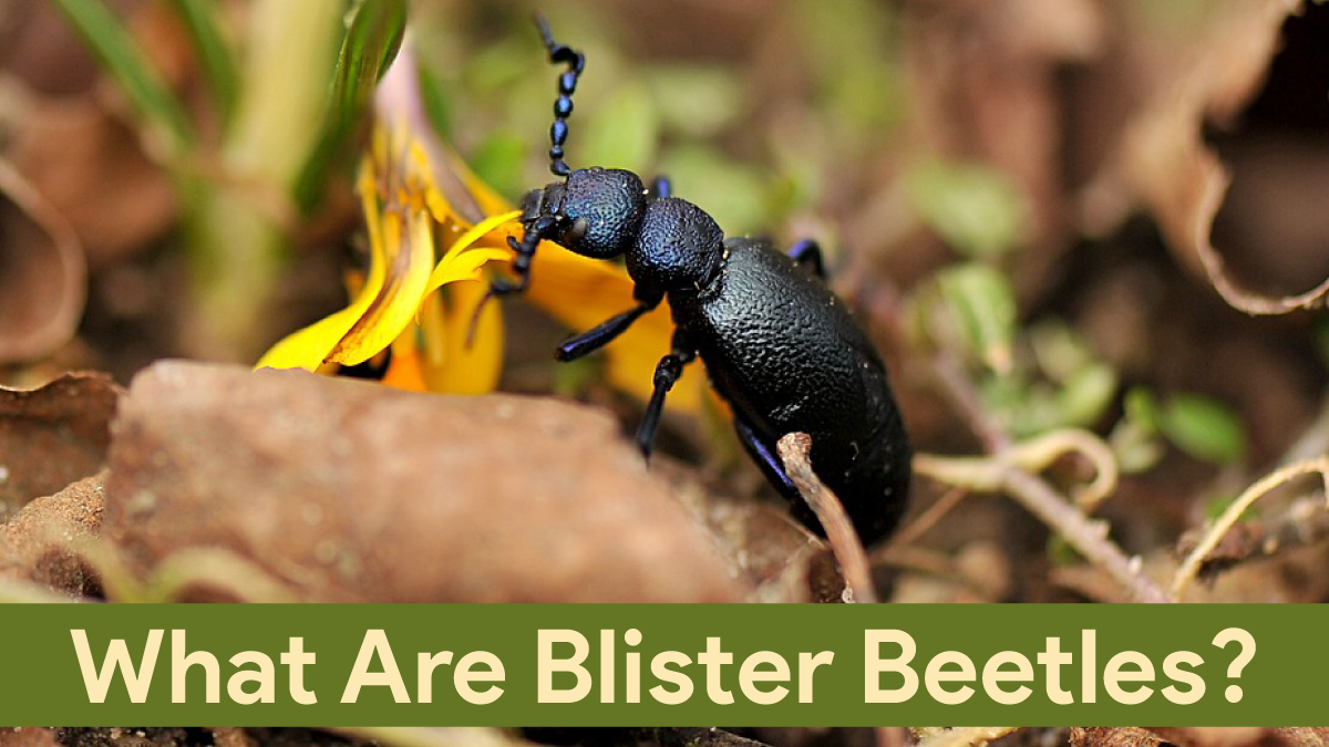 what are blister beetles