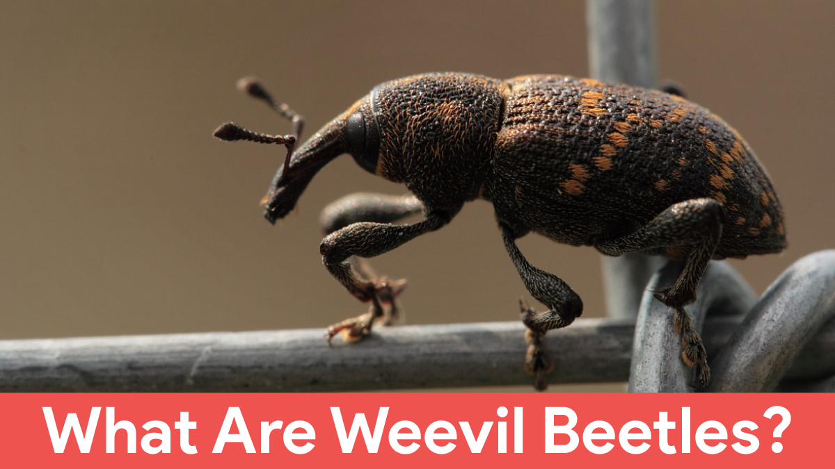 what are weevil beetles