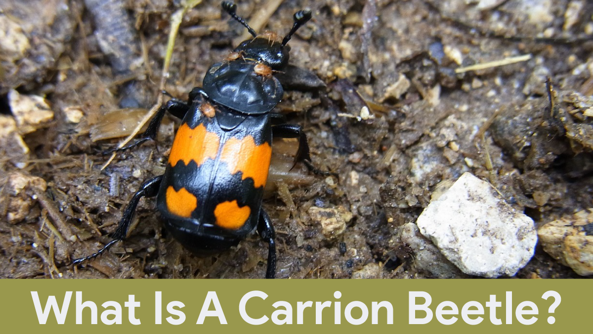 what is a carrion beetle