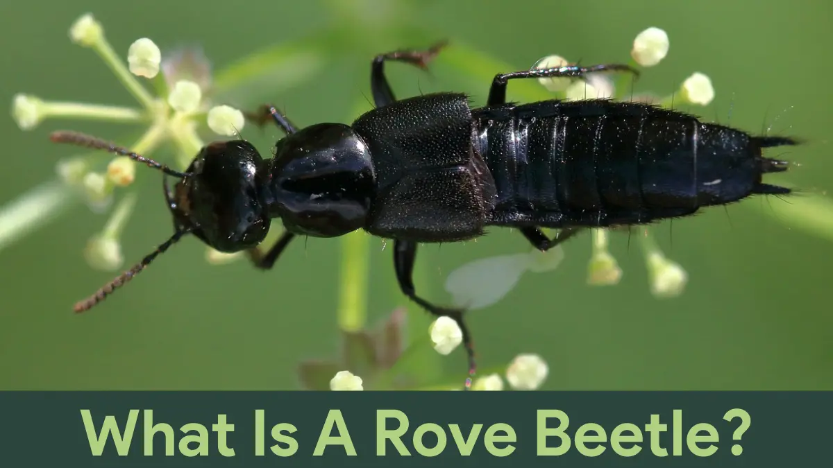 what is a rove beetle