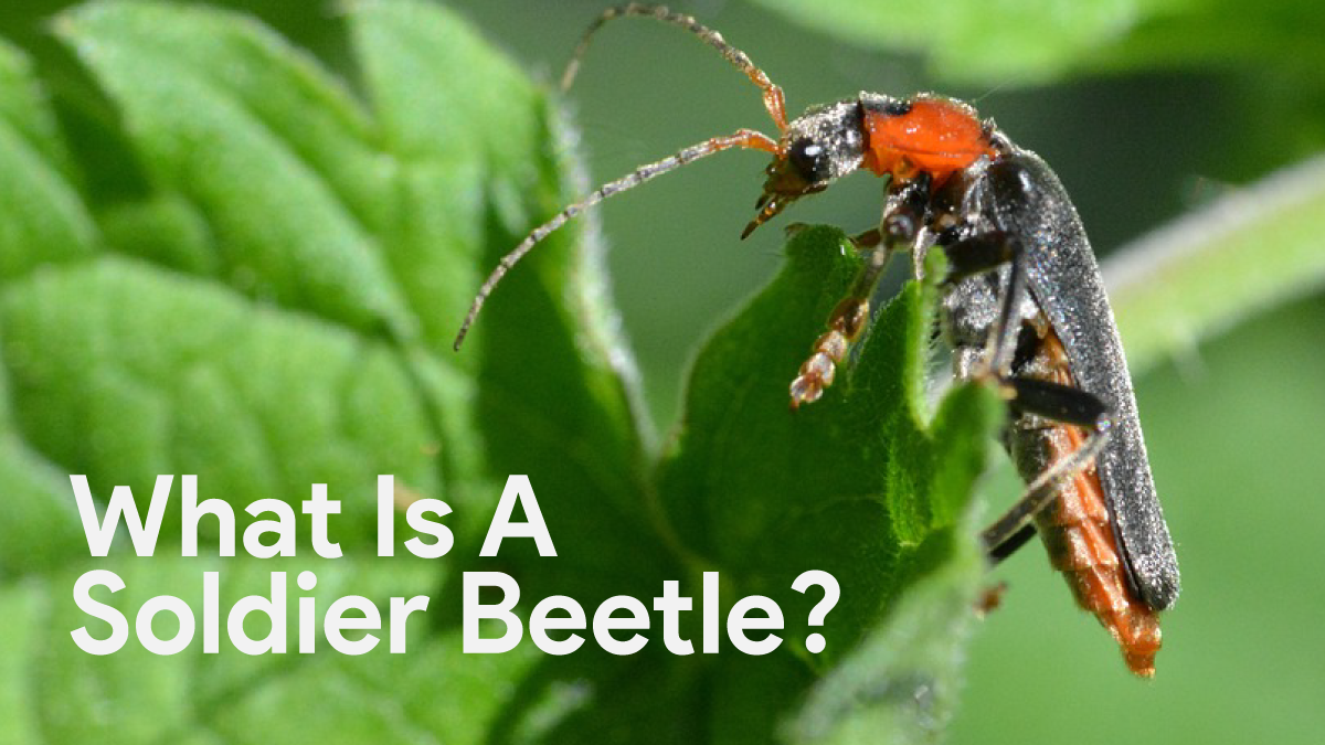 what is a soldier beetle
