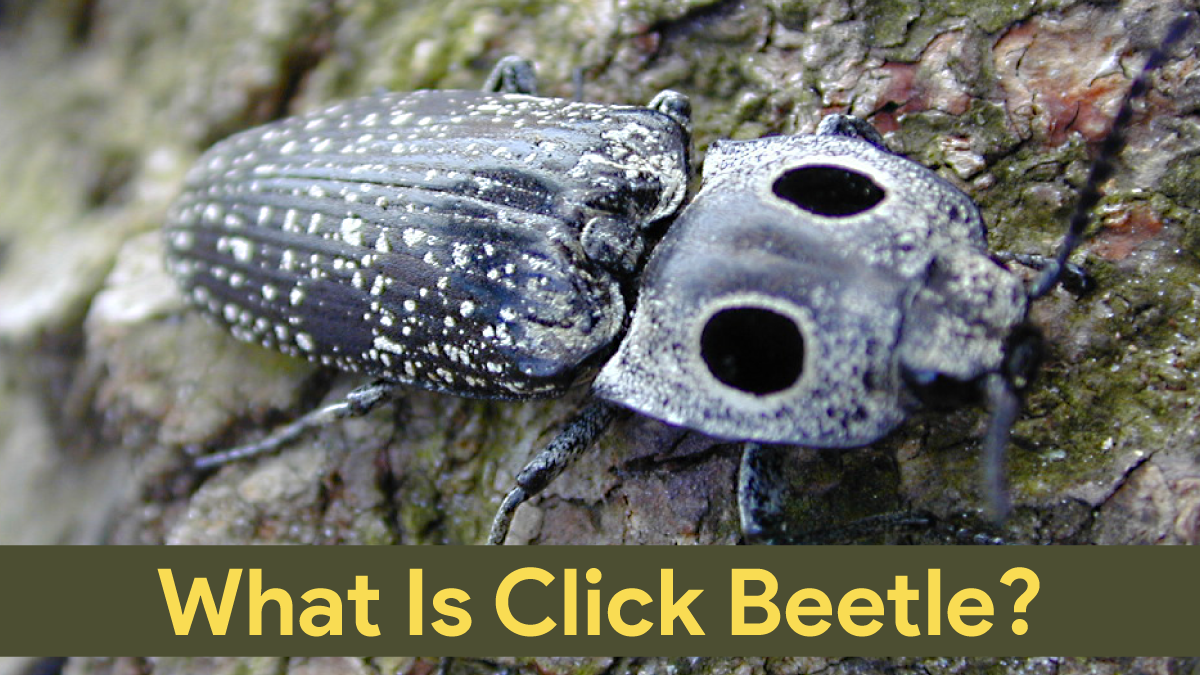 what is click beetle