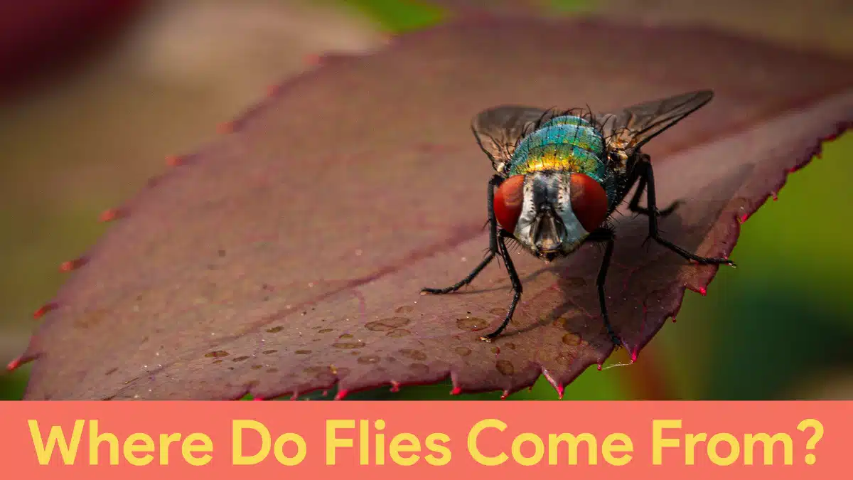 where do flies come from