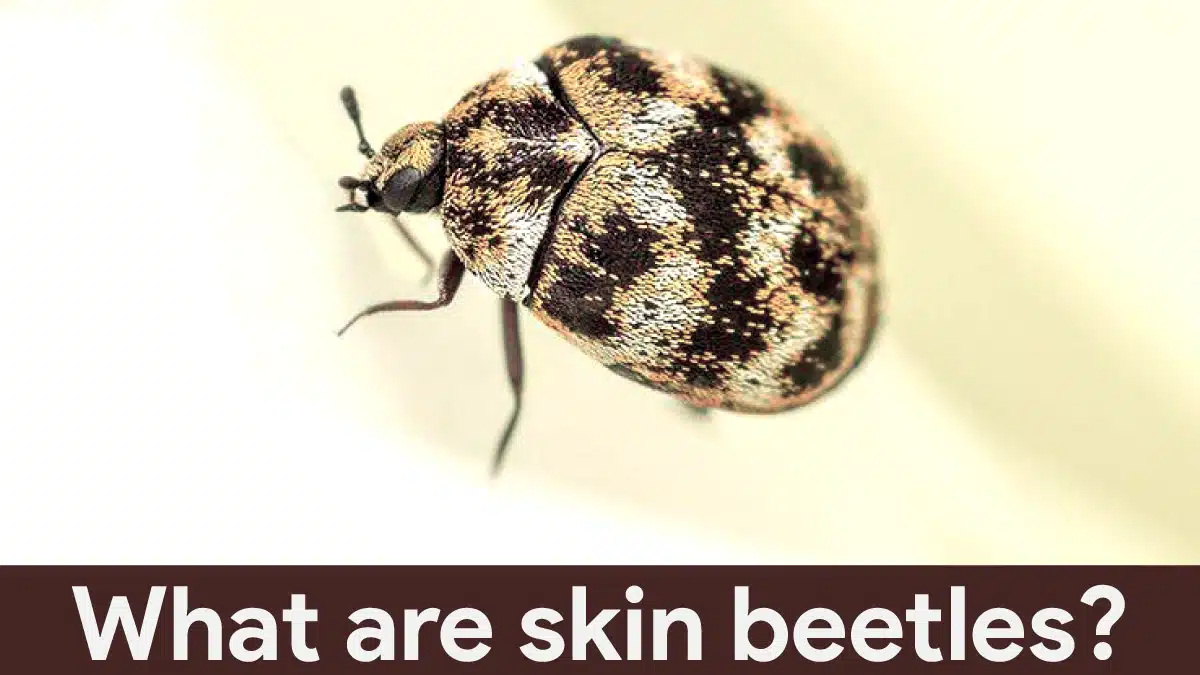 What are skin beetles?