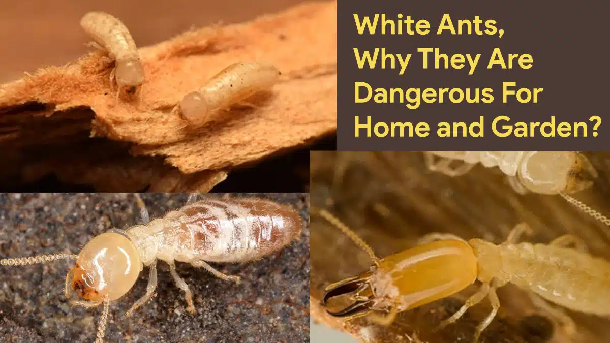 White Ants Why They Are Dangerous For Home And Garden.webp