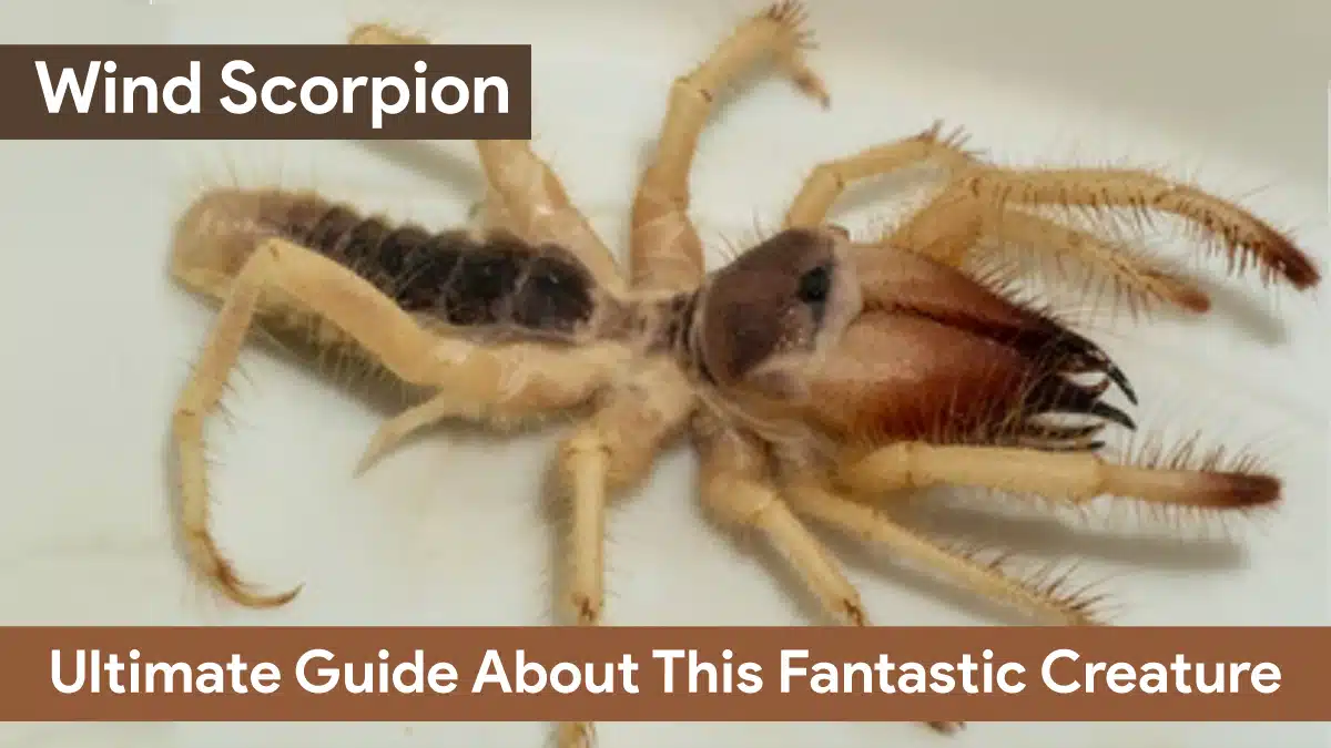 Wind Scorpion: Ultimate Guide About This Fantastic Creature