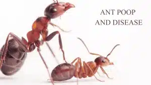 ANT POOP AND DISEASE