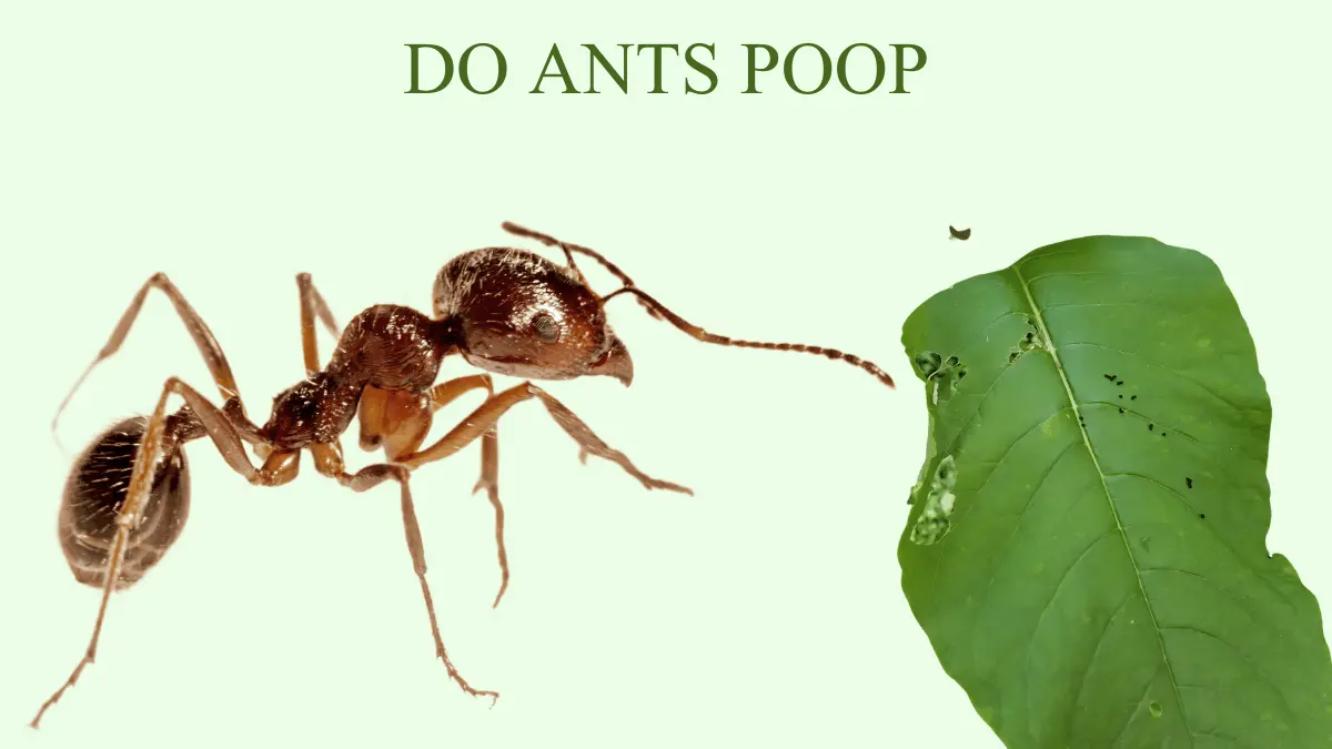 DO ANTS POOP