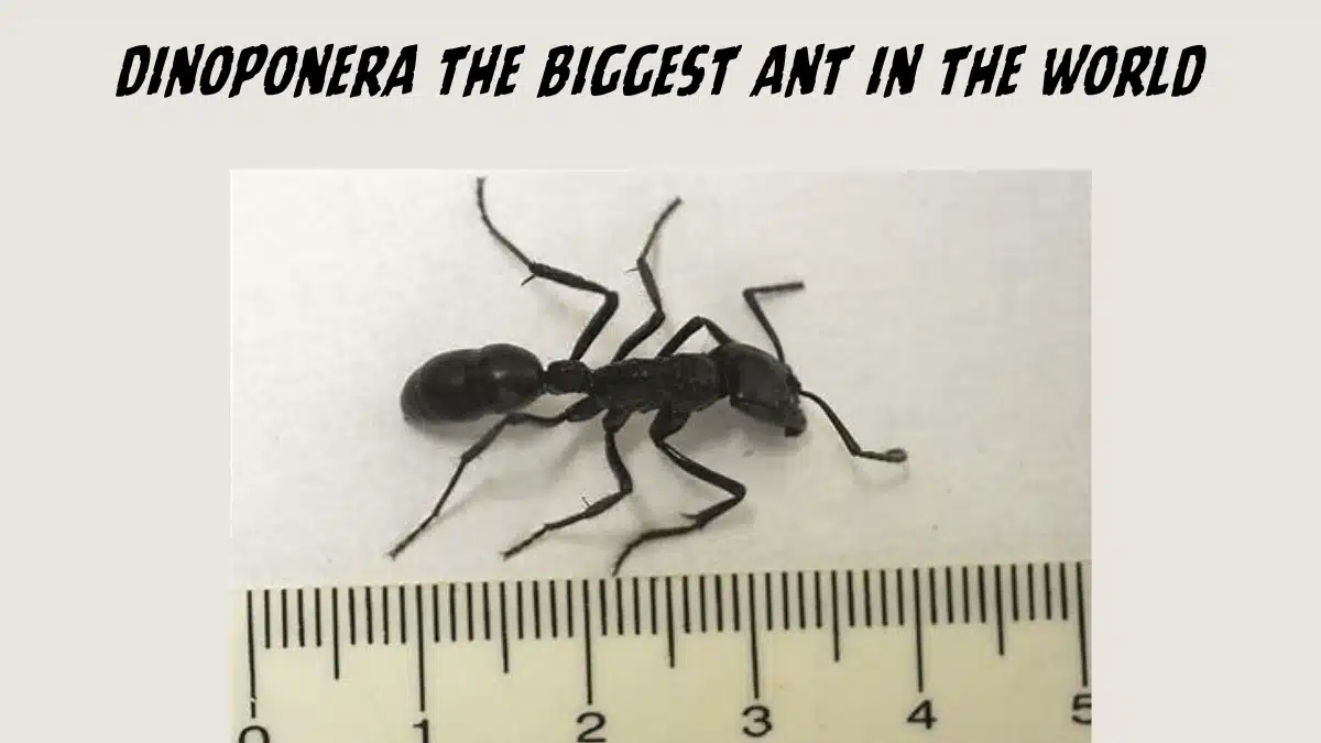 GENUS DINOPONERA the biggest ant in the world