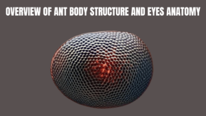 OVERVIEW OF ANT BODY STRUCTURE AND EYES ANATOMY