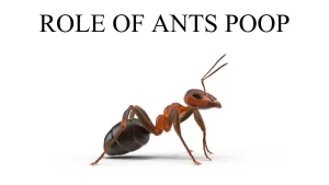ROLE OF ANTS POOP