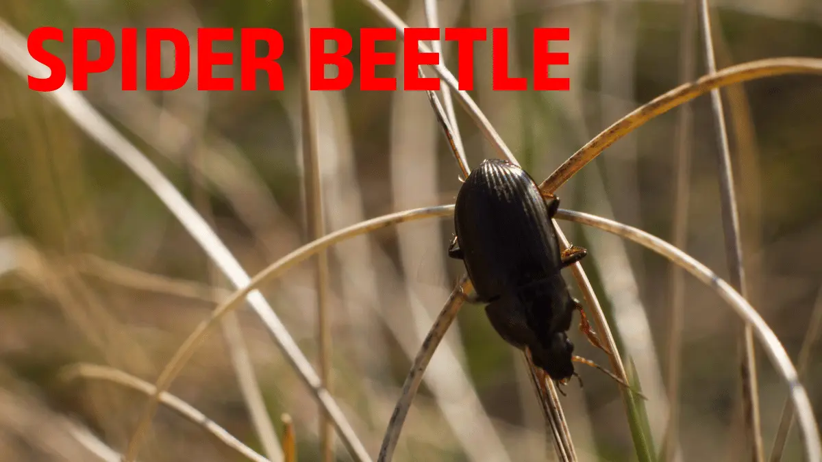 SPIDER BEETLE