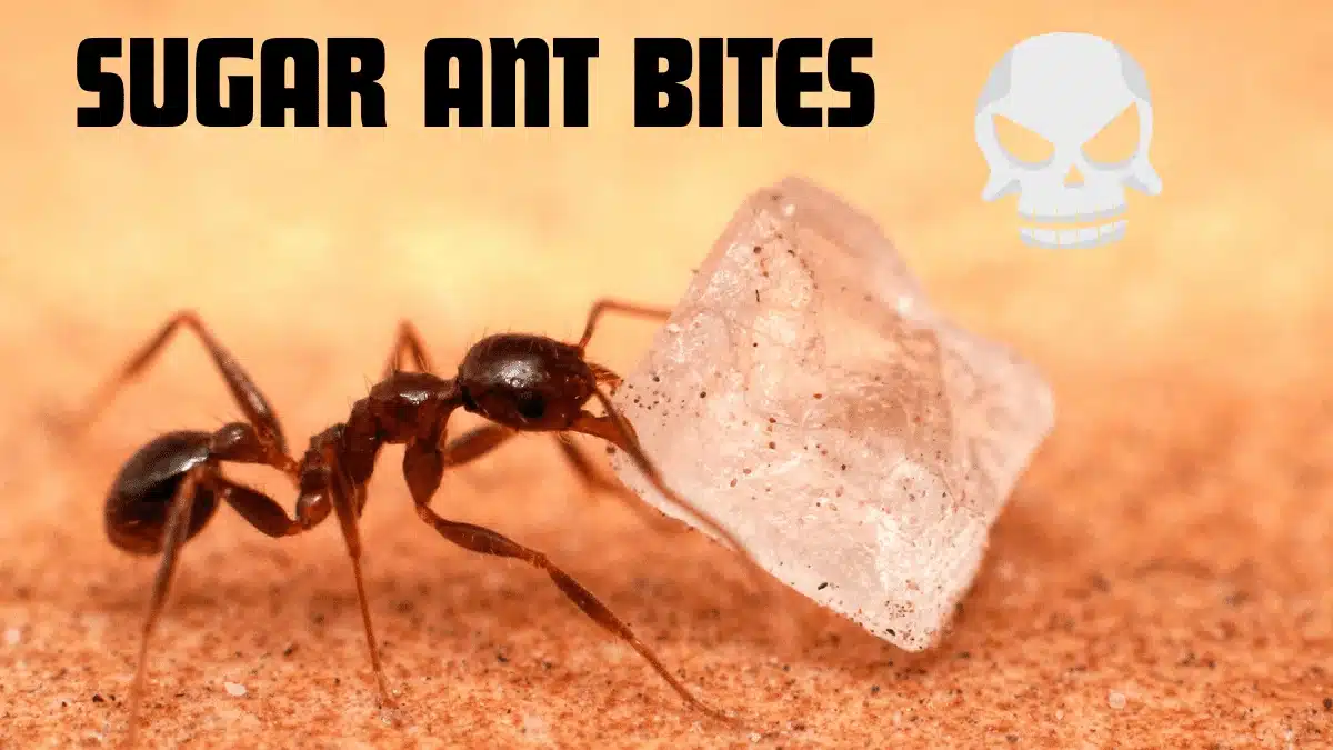 SUGAR ANT BITES