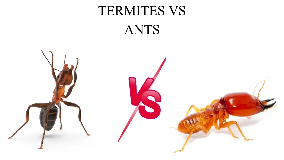 TERMITES VS ANTS